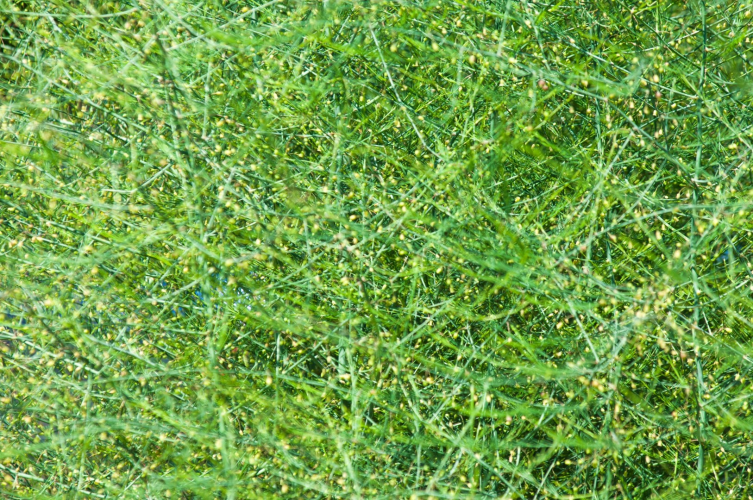 Alfalfa - La luzerne ou Alfalfa a de grandes vertus nutritives et possède des propriétés revitalisantes et reminéralisantes.