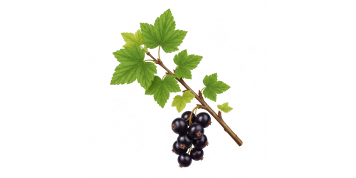 Cassis, Ribes nigrum - Les bénéfices du Ribes nigrum sont étayés par de nombreuses études in vitro, in vivo et quelques rares études cliniques, ciblant principalement l'inflammation, le métabolisme, la prévention des allergies et le stress oxydatif.