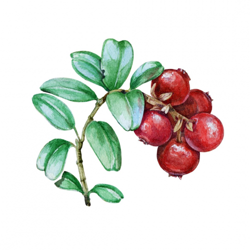 Cranberry - Plusieurs études cliniques ont démontré les bienfaits des cranberries pour prévenir les cystites et infections urinaires chez la femme adulte.