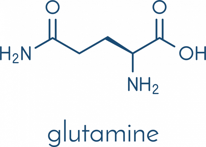 Glutamine - Récupération physique, immunité et flore intestinale