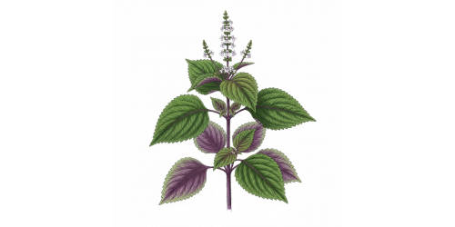 Pérille aromatique - Les extraits de pérille aromatique présentent des bénéfices avérés chez l'homme, principalement en lien avec la cognition, la santé osseuse, l'immunité, la gestion des allergies saisonnières et la fonction intestinale.