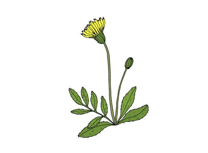 Piloselle - La piloselle, Hieracium pilosella ou encore Pilosella officinarum  est une plante médicinale vivace