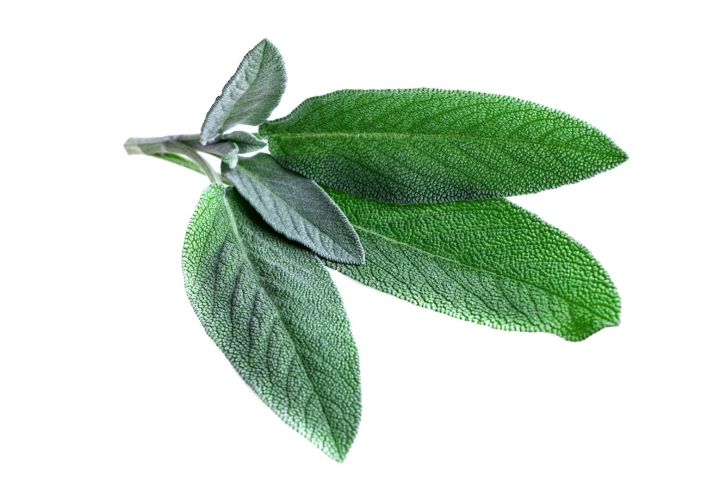 Sauge Sclarée - La Sauge Sclarée est une plante féminine et salvatrice alliée de votre équilibre hormonal.
